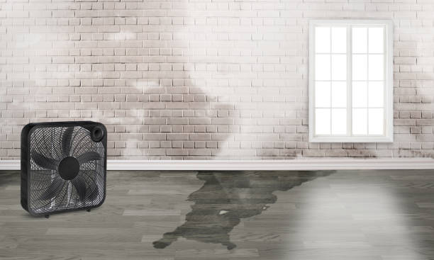 Best Flood restoration services  in Plafield, IN